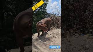 Pitbull Tour in Woods lekthebestkennel [upl. by Atiraj]