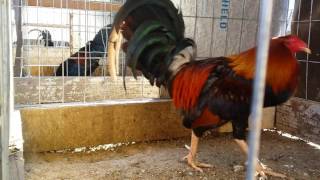 Radios  Gamefowl Gallos Roosters [upl. by Ahsikcin]