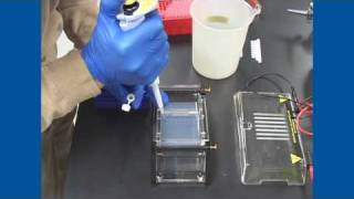 Gel electrophoresis [upl. by Cumings]