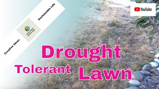 Drought Tolerant Lawn  Native California Bentgrass  Video Update [upl. by Dinin]