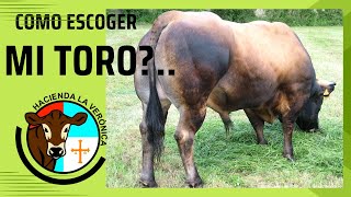 COMO DEBO ESCOGER MI TORO [upl. by Yur]