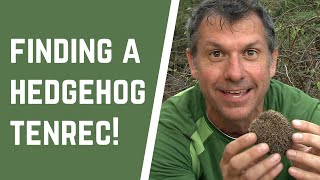 Chris Finds a Hedgehog Tenrec  Wild Kratts quotTenrec Treasure Huntquot [upl. by Behlau]