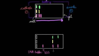 Gel Electrophoresis [upl. by Pepin]