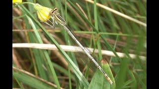 Blauwe breedscheenjuffer Platycnemis pennipes vliegend [upl. by Erdnad]