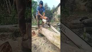 splitting hardwood draining energy sthilms500i newwest588 husqvarna lumberjack sthilchainsaw [upl. by Nalyk]