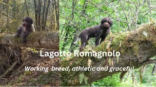 Lagotto Romagnolo loves outdoors [upl. by Sigler]