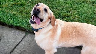 Get ready for LAUGHING SUPER HARD 🤣🐶 NEW Funny Dog Videos 2024 [upl. by Palgrave]