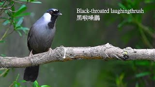 黑喉噪鶥黑喉笑鶇Blackthroated laughingthrush [upl. by Allecnirp321]