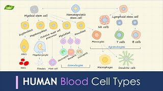 Human Blood Cell Types  Immunology  Basic Science Series [upl. by Lenssen]