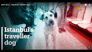 Meet BOJI  Istanbuls Traveller Dog [upl. by Crescint]