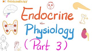 Endocrine Physiology Part 3 of 3  Endocrinology series [upl. by Atsedom]