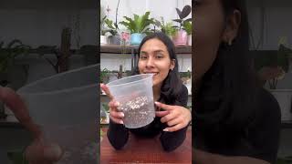 Como plantar una germinación de frijol germinados plantascomestibles frejol cactusjardin [upl. by Emily262]