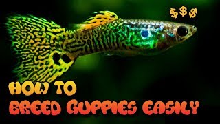 HOW TO BREED GUPPIES 3 EASY WAYS [upl. by Simpson785]