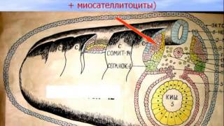 Мышечные ткани Видео лекция СМ Зиматкина 8 [upl. by Marius]