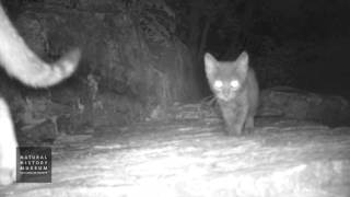 Cat And Kitten Roaming NHM Wildlife Gardens [upl. by Ainahpets]