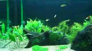 Rasbora Chasing Each Other [upl. by Aikahs]