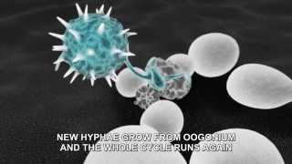 Pythium oligandrum  mechanism of actionEnglish [upl. by Mills]