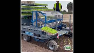 TTS automatic transplanter [upl. by Gerta]