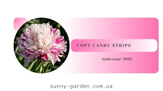 Сорт CANDY STRIPE Anderson 1992 [upl. by Anirad]