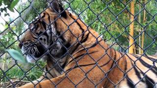 Sumatran Tigers at San Diego Zoo Safari Park Up Close [upl. by Darlene]