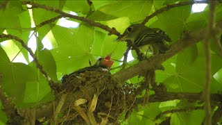 Acadian Flycatcher feeds Cowbird chick [upl. by Marcello]