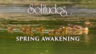 Dan Gibson’s Solitudes  Teeming with Life  Spring Awakening [upl. by Michal]