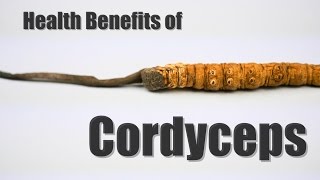 HEALTH BENEFITS OF CORDYCEPS [upl. by Bock]