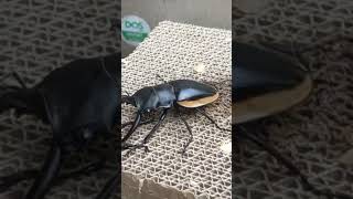 Dynastes Hercules vs Odontolabis Cuvera digimon beetle animals pokemon insects bugs [upl. by Annawik909]