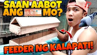 SAAN AABOT ANG BENTE PESOS MO  DO IT YOURSELF  PIGEON FEEDER  HOMING PIGEON TV [upl. by Novahc]