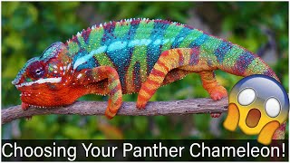 Choosing Your Panther Chameleon [upl. by Aserahs]