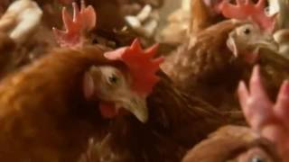 Tierschutz egal Wie die EU ihre eigenen Regeln torpediert ARD Europamagazin [upl. by Noicpecnoc]