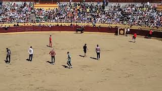 Encierro de Navacerrada 2024 7 de Septiembre [upl. by Wie]