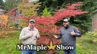 Acer palmatum English Lace Laceleaf Japanese Maple Specimen [upl. by Adnilemreh]