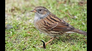 Dunnock 1h bird sound [upl. by Ardnua]