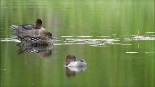 Hooded Mergansers at Rotary Park [upl. by Kenwee]