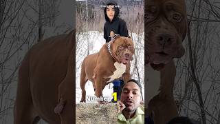 😱😱 Top 5 Best pitbull Dog Breeds  top 5 facts about pitbull hindi factsfacts pitbullshortsnew [upl. by Dranreb]