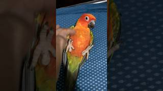 Tame sun conure bird sunconure sunconurebird lovebird parrot shorts trending [upl. by Ranice518]