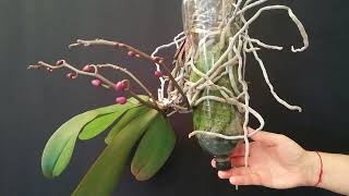 RECICLA BOTELLAS DE PLÁSTICO PET EN MACETAS COLGANTES PARA ORQUÍDEAS ♻️ IDEA CON RECICLAJE ♻️ [upl. by Idaline]