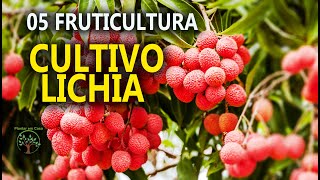 Lichia Mudas Podas e Cuidados16⁰ Encontro de Fruticultura entre Produtores em Jarinu SP [upl. by Neeluj]