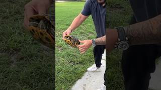 dad saves turtle and this happens shorts [upl. by Gaut]