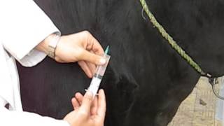 Subcutaneous Injection in Cow [upl. by Haymo545]