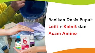 Pupuk Leili 2000 Campur Kalsium Nitrat dan Asam Amino Racikan Perlindungan Tertinggi [upl. by Ranee]