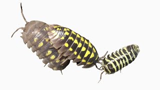 Comparing Isopods Armadillidium gestroi A granulatum and A maculatum Yellow [upl. by Ellimak]