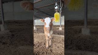 ANGUS x SİMENTAL MELEZİ farm animals calf shortvideo inek bullcalf bull kalite bullfarm [upl. by Ikkin316]