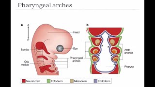 Development of Head and Neck  Pharyngeal Arches  Pharyngeal Pouch and Clefts  Embryology Lecture [upl. by Nickerson]