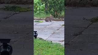 BUNNY RABBIT EATING APPLES ON MY PATIO IN [upl. by Estrellita]