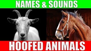 HOOFED ANIMALS Names and Sounds for Kids to Learn  Learning Ungulates Hoofed Mammals [upl. by Verlie912]