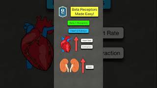 🔥 How to Remember Beta Adrenergic Receptors in 60 SECONDS Location amp Physiology [upl. by Aicat185]