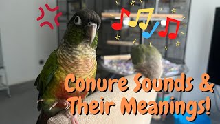 Green Cheek Conure Sounds amp Their Meanings  Parrot Behaviour  TheParrotTeacher [upl. by Laughry]