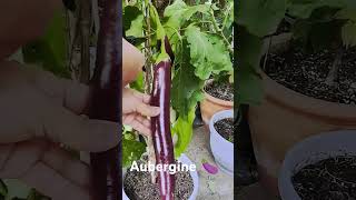 Aubergine 🍆 homegrown talong aubergine containergardening [upl. by Filia]